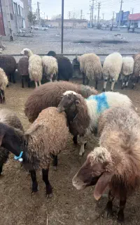 گوسفند زنده