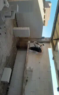 استاکاری بلوک accیا هبلکس