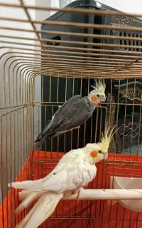 عروس هلندی