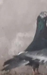 کود کبوتر تمیز