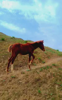 کره اسب نر ۹ماهه اصیل