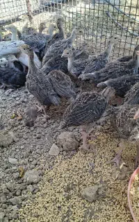 جوجه بوقلمون برنز