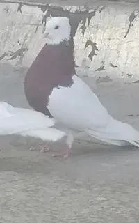 کبوتر رفته
