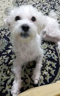 گمشده/مژده گونی