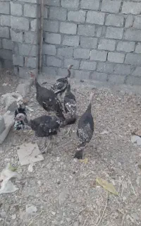 بوقلمون نژاد برنز