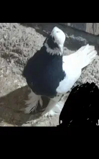 فروش تعدادی کفتر