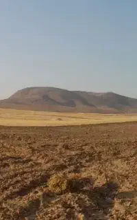 گندم