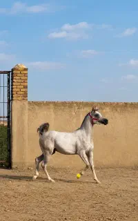 خریدو فروش اسب