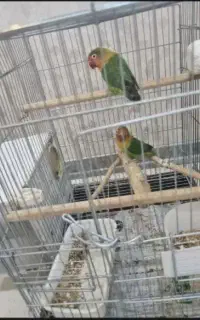 کوتوله مولدخانگی به شرط تخم گذاری فروش فوری