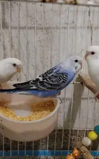 مرغ عشق چشم قرمز .کوتوله و فنچ