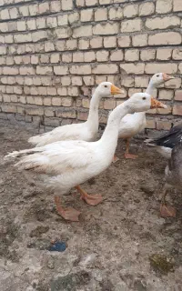 قوغاز