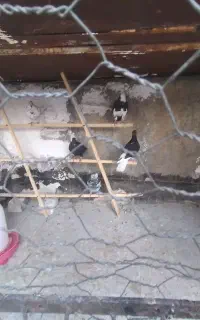 کفتر گم شده