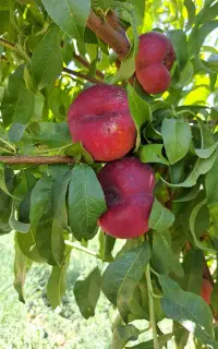 پیوند انواع نهال