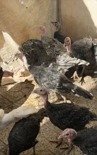 فروش بوقلمون