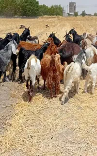 بز کهره دار