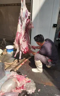قصاب وسلاخ حرفه ای مجرب صفرتاصد