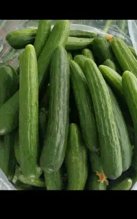 خیار قلمی
