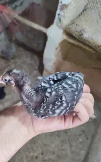 جوجه مرندی و گلین
