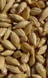 جو  و بلغور جو ذرت.    رسید کلی و جزئی