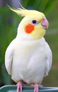 عروس هلندی