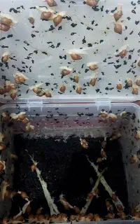 جوجه حلزون آلبینو