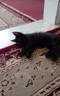 بچه گربه