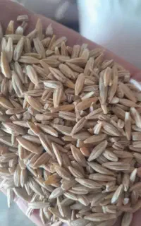 جوتازه وخشک