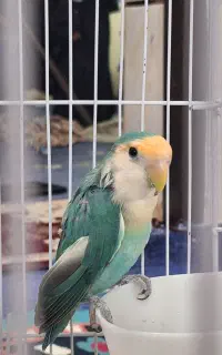 طوطی برزیلی