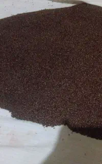 قره بذرک کنجد