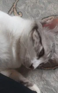 گربه