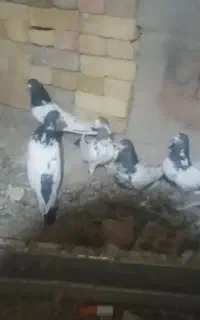 سلام 5عدد کله دم سبز  دوتا ماده  3تانردونه ایی 800