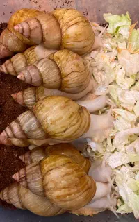 حلزون  آفریقایی (آچاتینا)سالم و بالغ