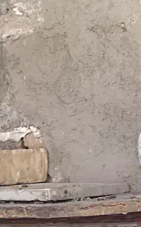 کفتر