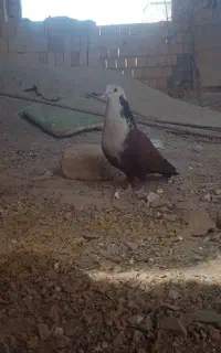 کفتر کربلایی نر