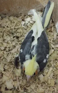جوجه عروس دوماه