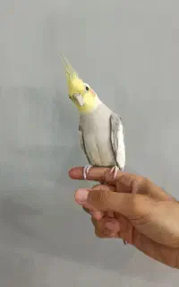 عروس هلندی نر کاملا رام و سخنگو