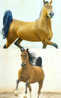 واگذاری مادیان