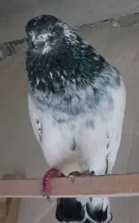 تعدادی کبوتر برای فروش