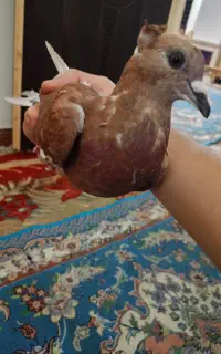 کبوتر