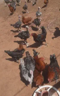 جوجه بوقلمون