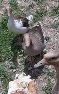قاز و قوقاز