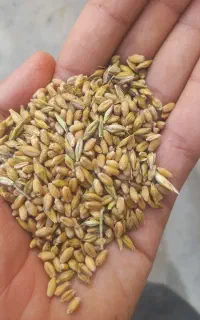 گندم وجو قاطی