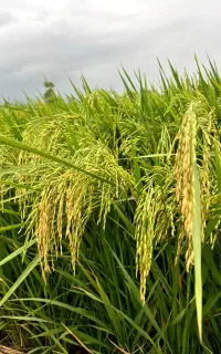 برنج طارم هاشمی