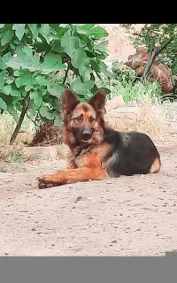 سگ ژرمن اصیل