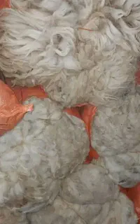پشم تازه چین گوسفندی