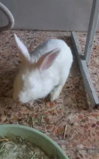 خرگوش خونگی