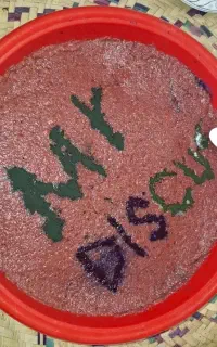 غذای ماهی ، دیسکس، فلاور ،فایتر ، چانا میکس دل