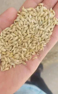 جوچاق وابی ومقدا حدوداً ۳۰۰کیلو جو و گندم مخلوط