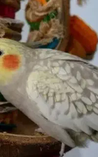 عروس هلندی مرواریدی
