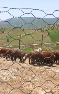 میش بره